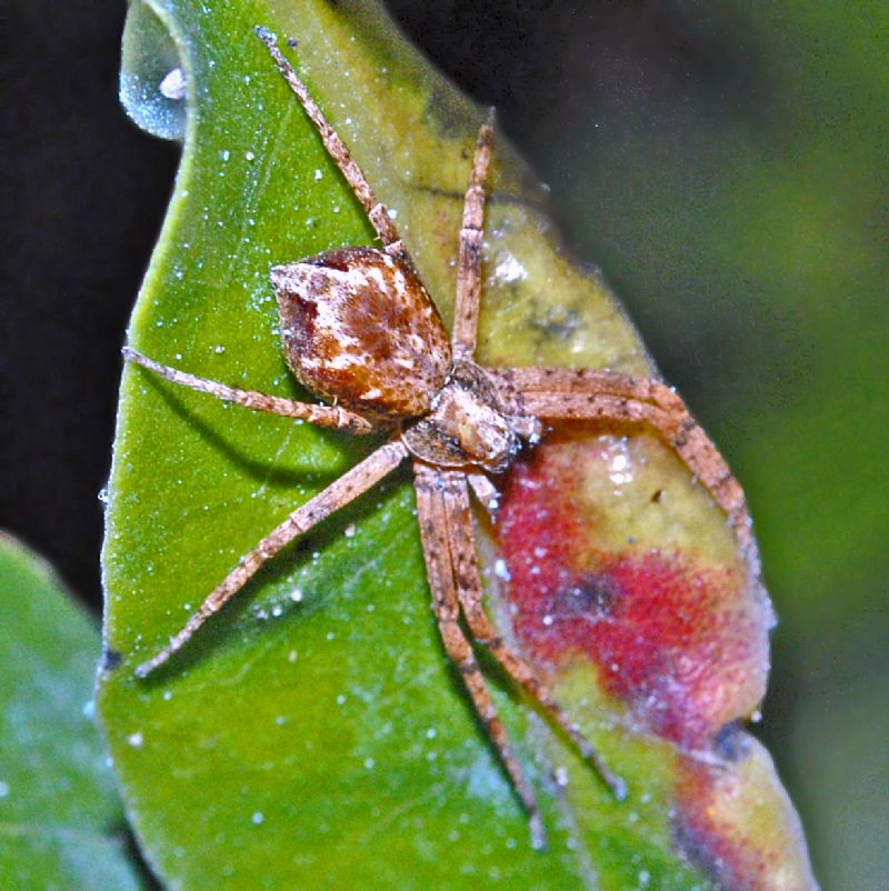 Philodromidae:  Philodromus sp.  - Genova